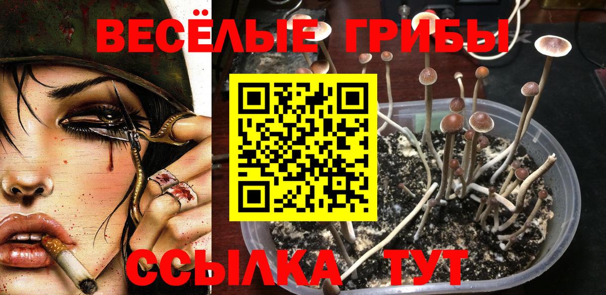 Галлюциногенные грибы Psilocybe Арсеньев